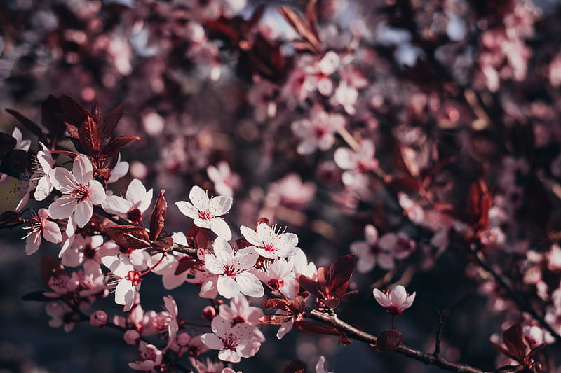 sakura, flowers, branches, bloom, tree, cherry, HD wallpaper