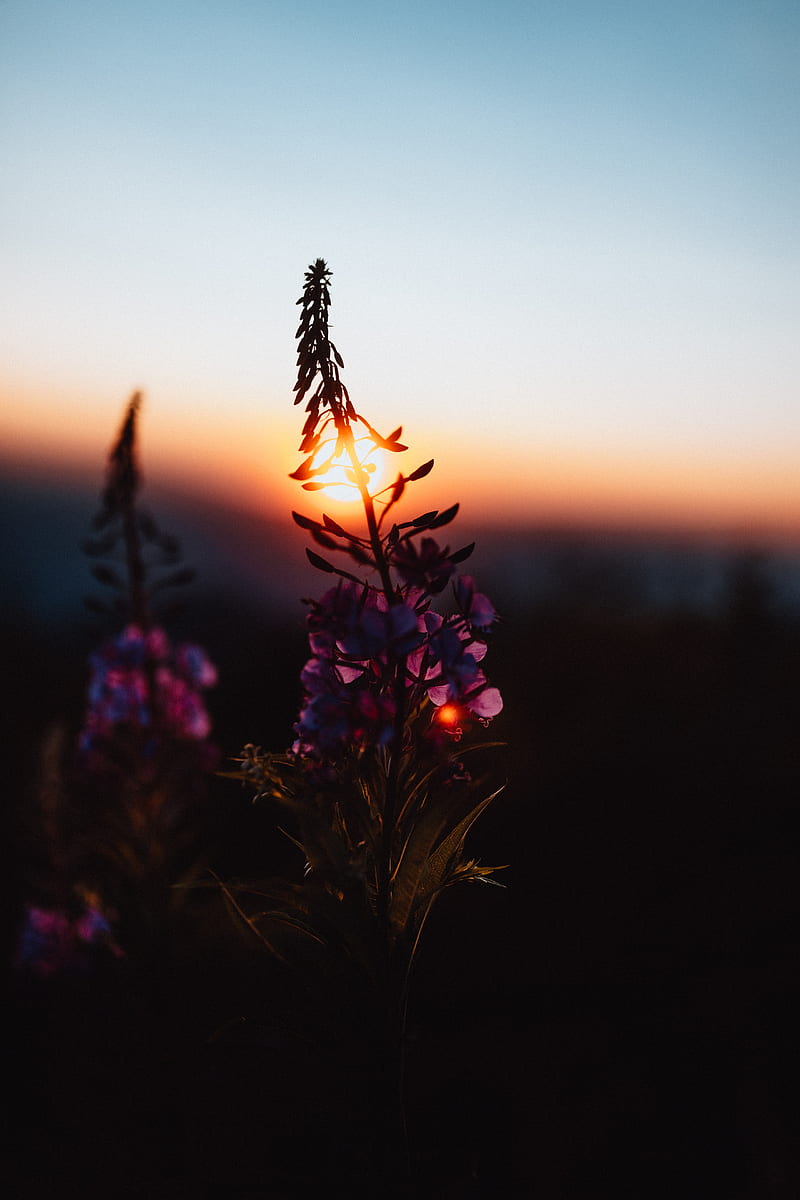 flower, sun, sunset, dusk, dark, HD phone wallpaper