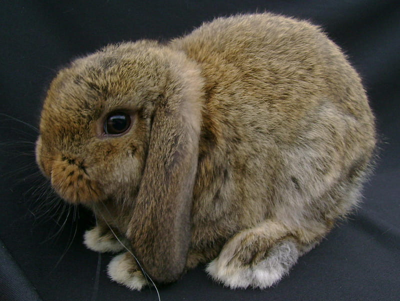 Dwarf French Flop Bunny, cute, bunny, dwarf, french flop, HD wallpaper