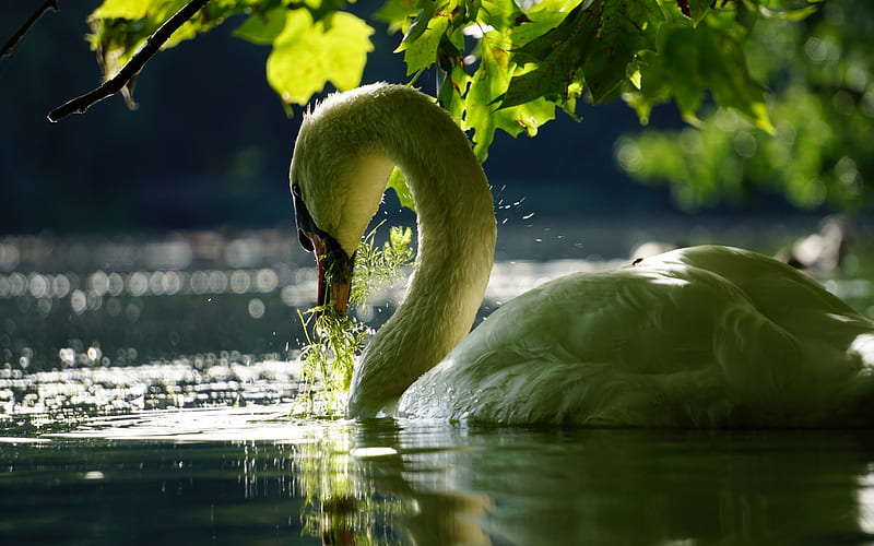 white swan, wildlife, lake, beautiful white bird, swans, HD wallpaper
