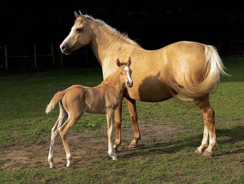 Horse Breeds, cavalo, horse, animal, HD wallpaper