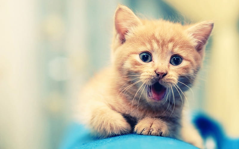 Ginger kitten, cute animals, ginger cat, kitten, cats, HD ...