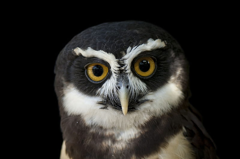 spectacled owl, spectacled, owl, face, bird, HD wallpaper