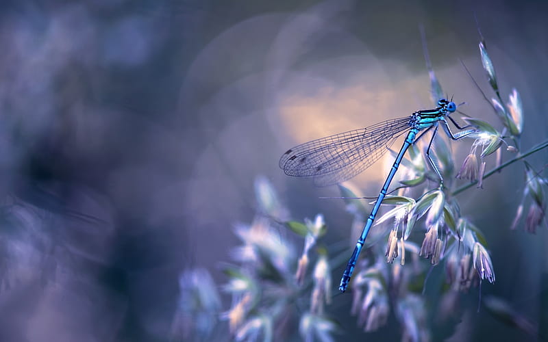 Dragonfly, insect, bokeh, blue, HD wallpaper