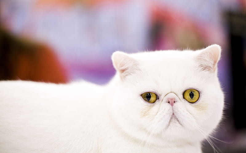 Exotic Shorthair, white cat, pets, close-up, cats, cute animals, white exot, domestic cats, Exotic Shorthair Cat, HD wallpaper