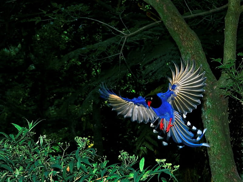 Blue Magpie, bird, birds, exotic bird, animals, animal, blue, HD wallpaper