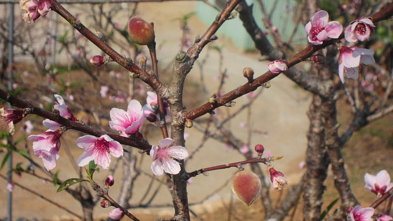 Peach blossoms, flower, peach, lovely, HD wallpaper