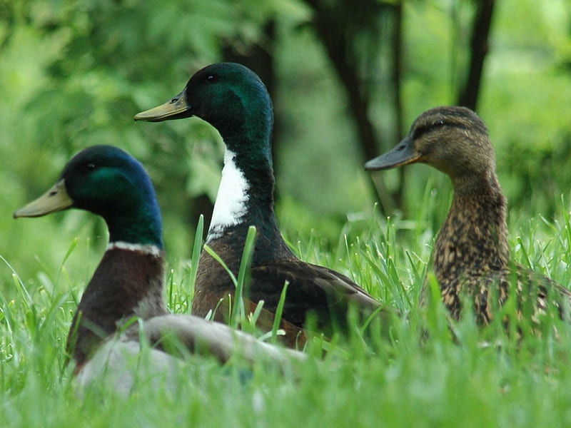 Mallard Ducks, tall grass, male, female, HD wallpaper