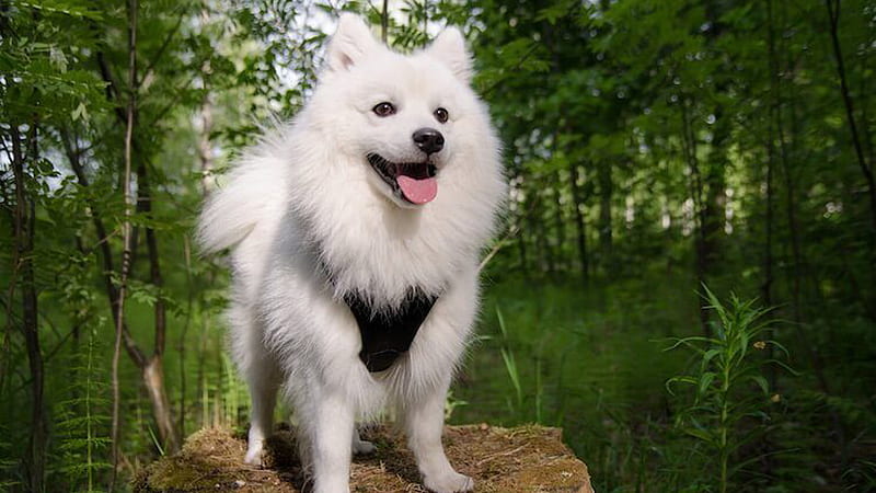 White Japanese Spitz Dog Is Standing On Tree Trunk In Green Trees Background Dog, HD wallpaper