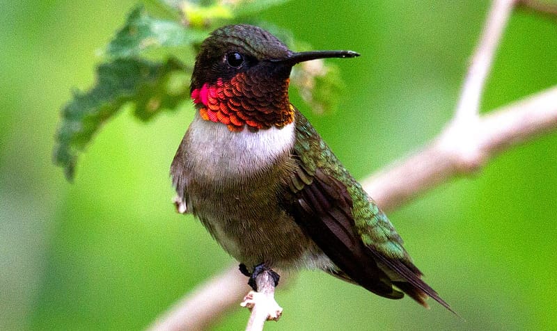 hummingbird, branch, ruby, bird, Throated, HD wallpaper