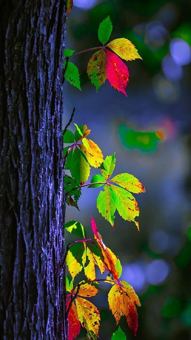 Autumn, leaves, tree, HD phone wallpaper | Peakpx