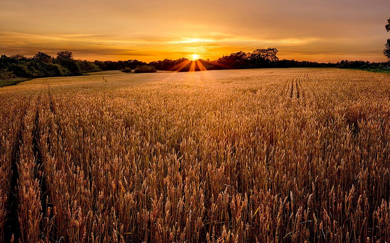 1080P Descarga gratis | Campo al atardecer, puesta de sol, naturaleza