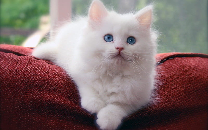 Siberian Cat, pets, kitten, cats, white siberian cat, HD wallpaper