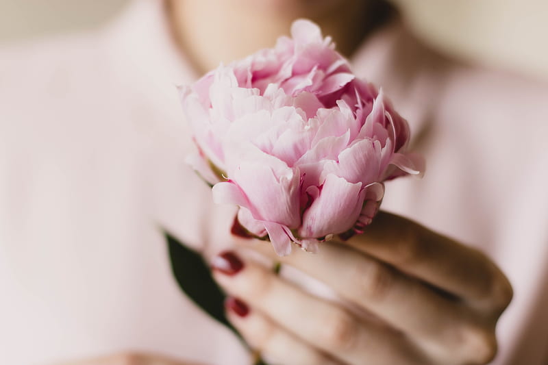 Close-Up of Person Holding Pink Flower, HD wallpaper