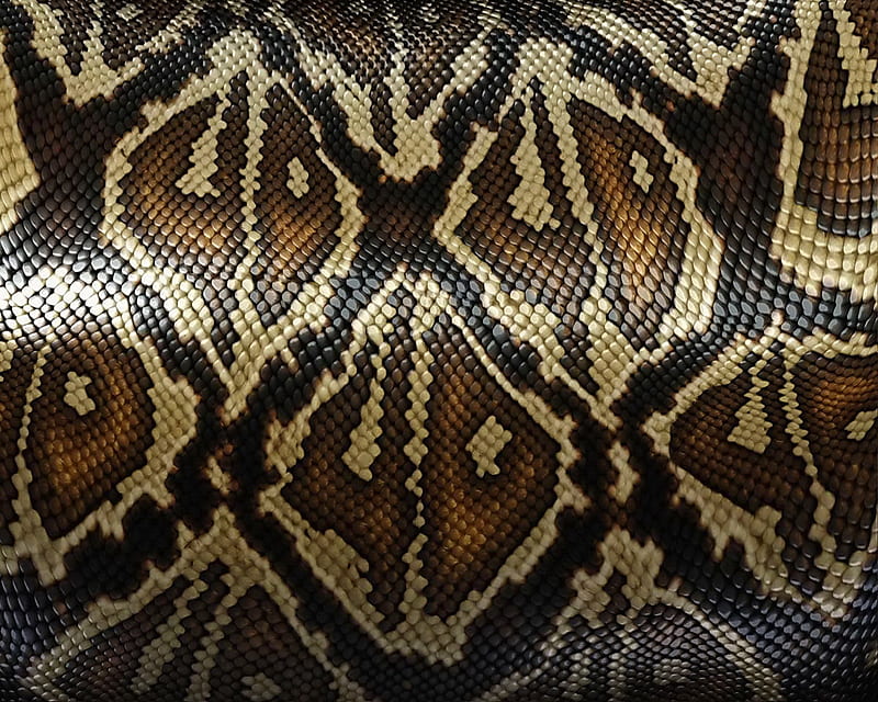 Snake Skin, pattern, HD wallpaper