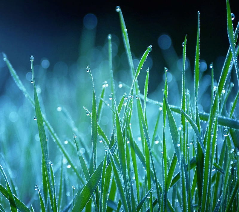 1920x1080px, 1080P free download | Grass, drops, nature, raindrops ...