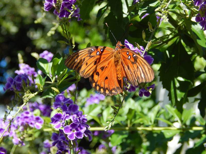 Gulf Fritillary Nectaring, butterfly, Sun, bonito, light, HD wallpaper
