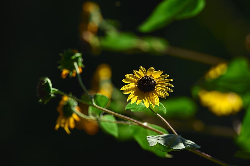 annual sunflower, flower, petals, yellow, shadow, HD wallpaper