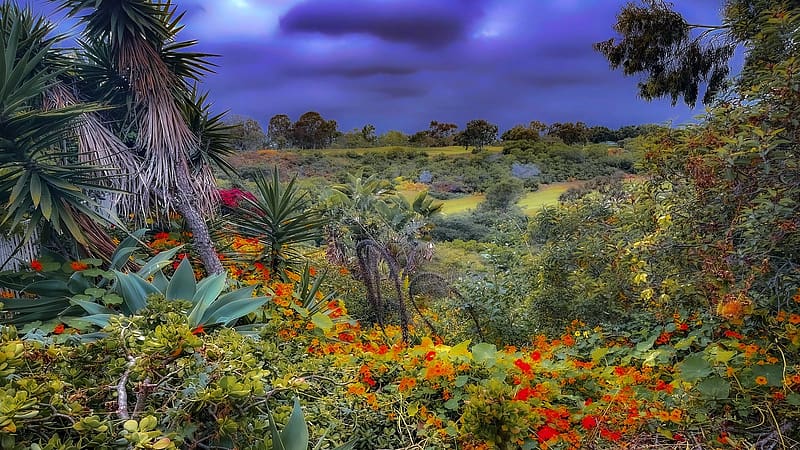 Balboa Canyon, San Diego, California, sky, flowers, clouds, usa, trees, palms, landscape, HD wallpaper