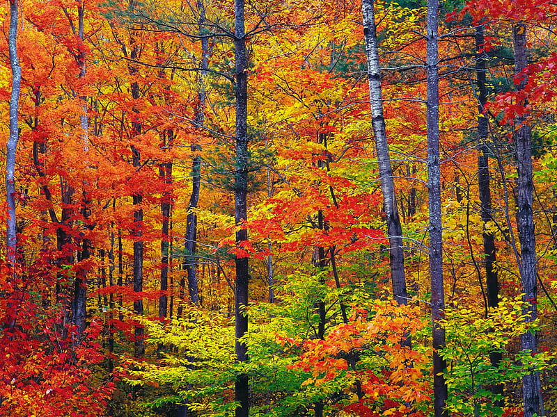 Untitled , very nice, fall, fall , colors, new hampshire, HD wallpaper