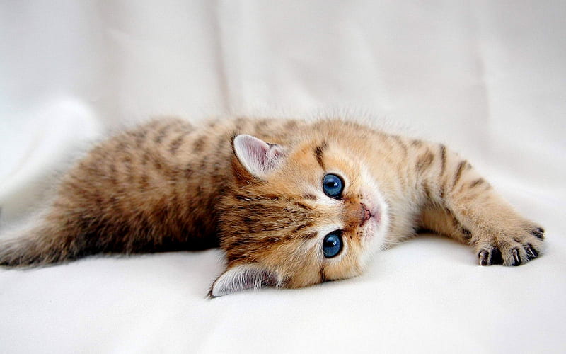 KITTY WITH BLUE EYES, lovely, kitten, blue, eye, HD wallpaper | Peakpx
