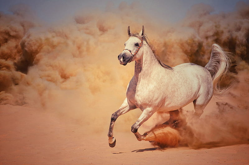 HORSE WHITE, horses, race, HD wallpaper