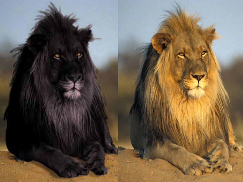 Regular Lion and Black Lion, Black, Outside, Cats, Animals, HD wallpaper