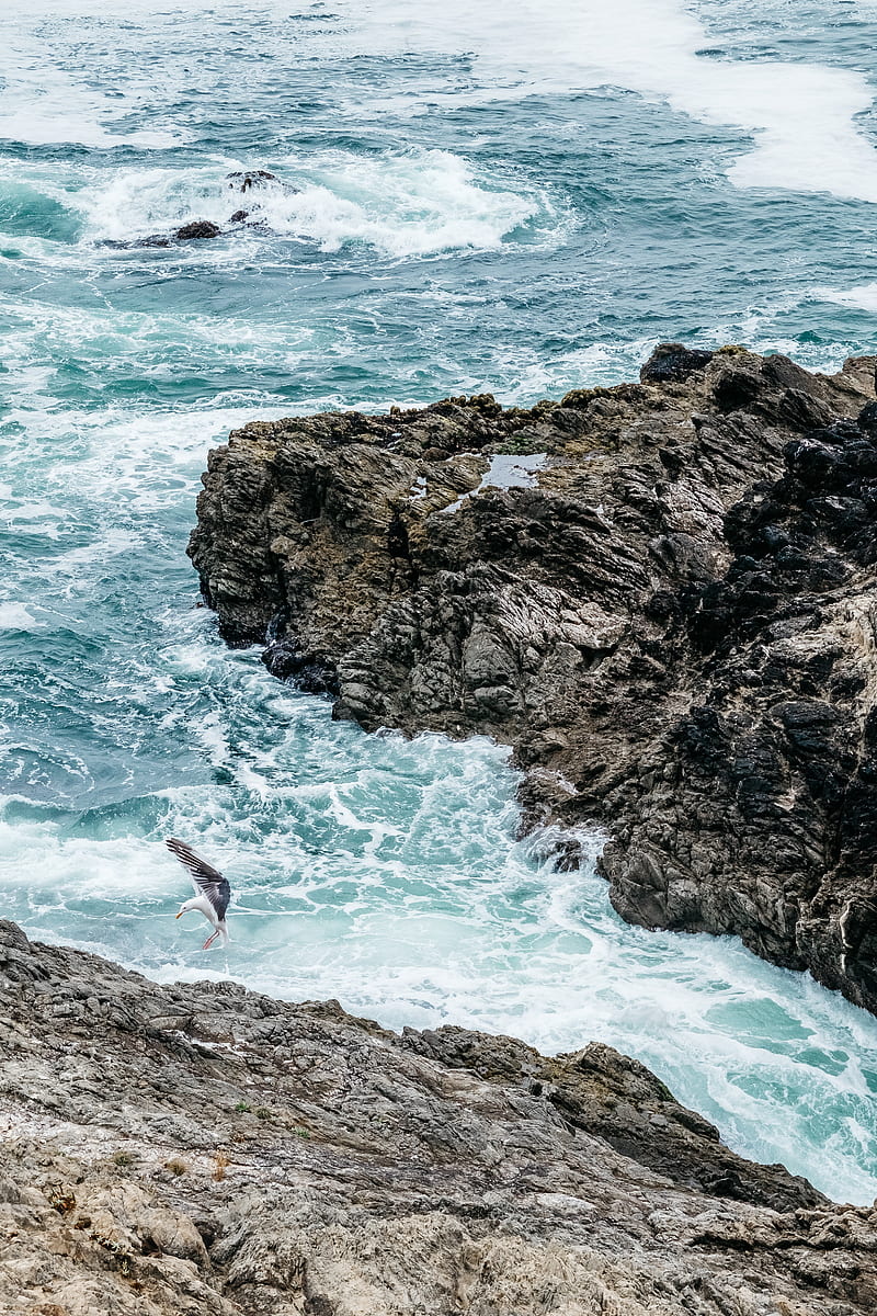 waves, rocks, seagull, bird, sea, HD phone wallpaper