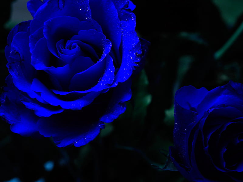 BLUE ROSES, rose, flowers, bonito, roses, fragility, delicate, blue, HD wallpaper