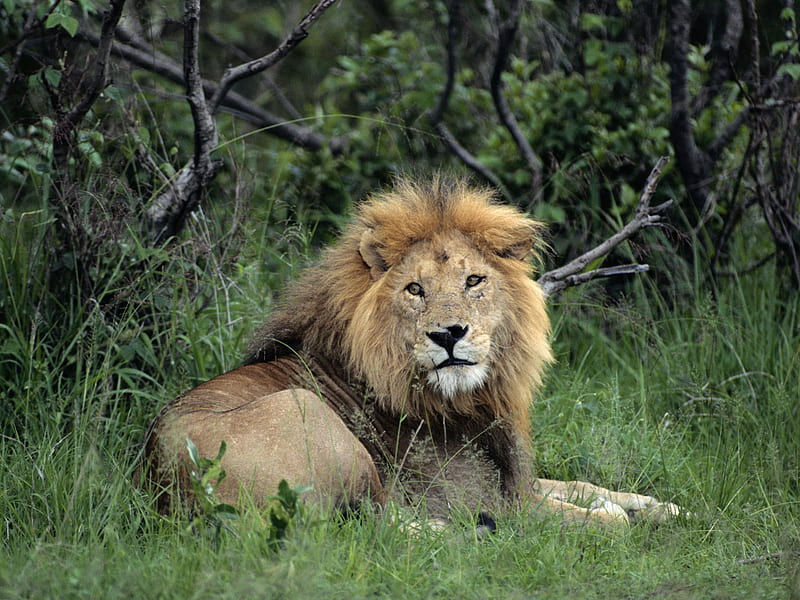 León en la selva, gato grande, salvaje, selva, vida silvestre, león,  animal, Fondo de pantalla HD | Peakpx