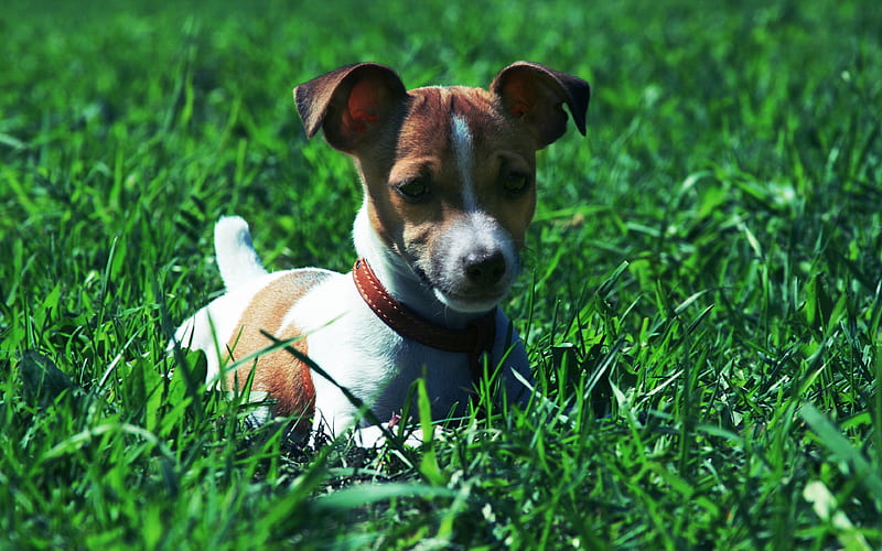 Jack Russell Terrier, lawn, pets, dogs, green grass, cute animals, Jack Russell Terrier Dog, HD wallpaper