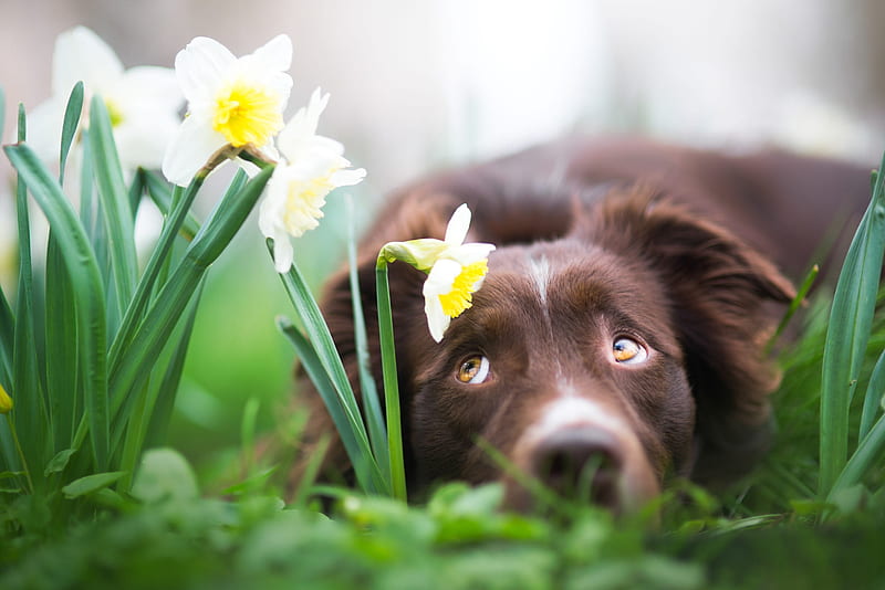 Dog Lies with Narcissus, Animal, flowers, grass, dog, HD wallpaper
