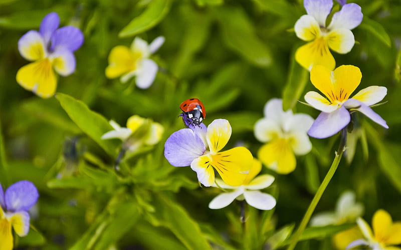 ladybug on a pansy-flowers graphy, HD wallpaper