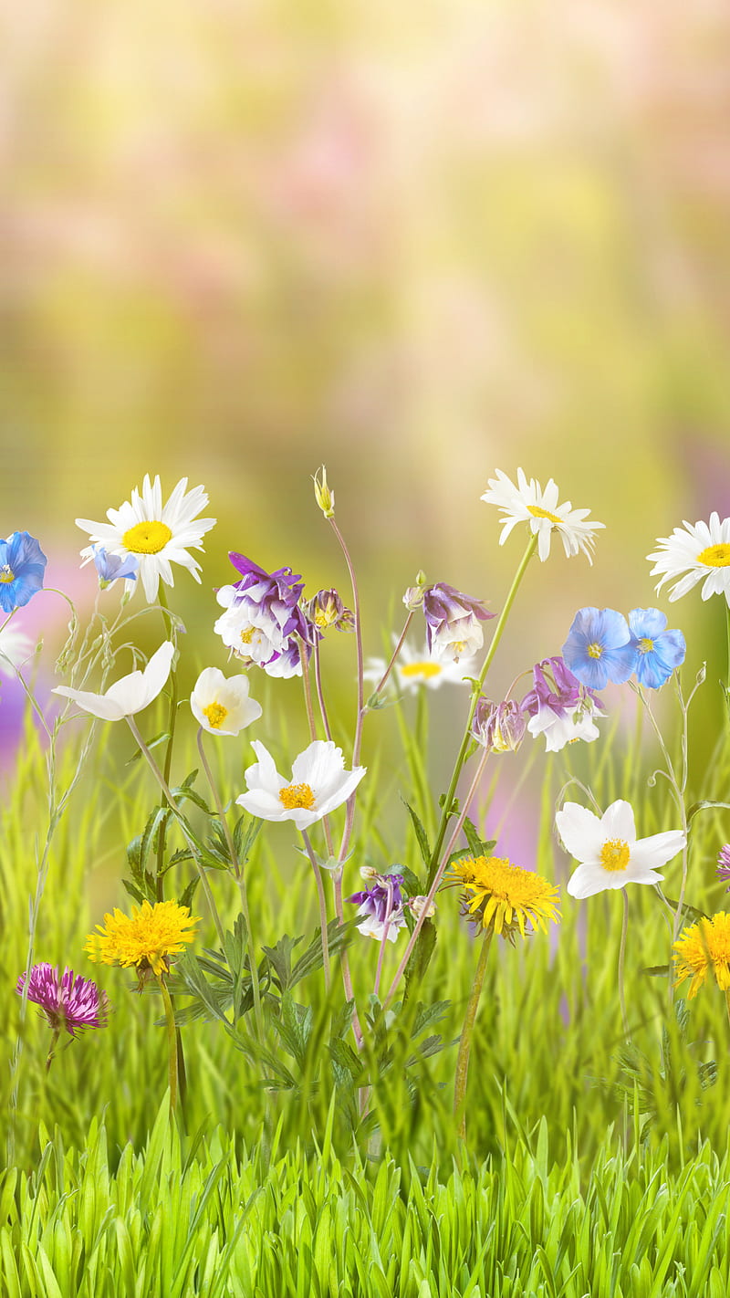 Spring , flower, grass, white flower, yellow flower, sunny, HD phone wallpaper