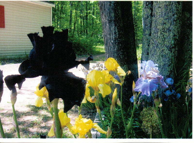 Assorted Irises, garden, flowers, irises, nature, HD wallpaper