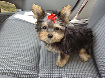 Lulu, cute, cachorro, animals, puppy, dog, HD wallpaper
