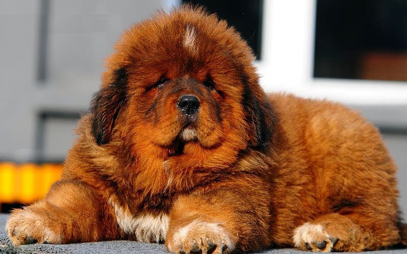 Tibetan Mastiff, puppy, fluffy dog, cute dog, brown Tibetan Mastiff, pets, cute animals, dogs, Tibetan Mastiff Dog, HD wallpaper