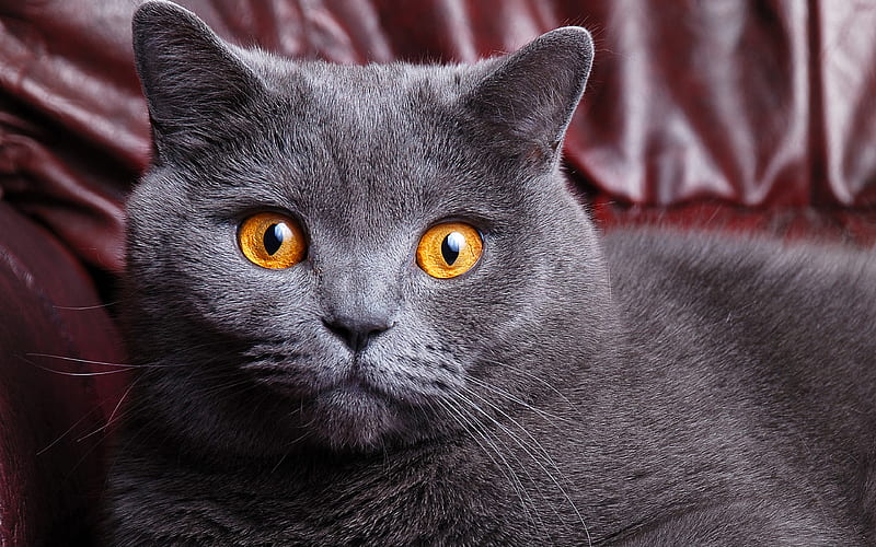 british shorthair cat gray big cat, pets, portrait, brown eyes, cat breeds, HD wallpaper