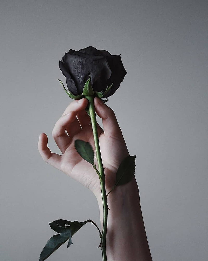 Discover and share the most beautiful from around the world Black roses  Aesthetic  roses Black rose flower Black and White Rose Flower HD phone wallpaper   Pxfuel