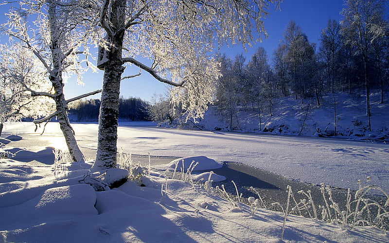 Sweden snow tree, HD wallpaper