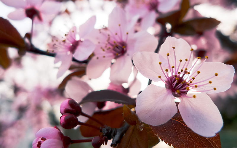 Beautiful Japanese cherry blossom season 16, HD wallpaper