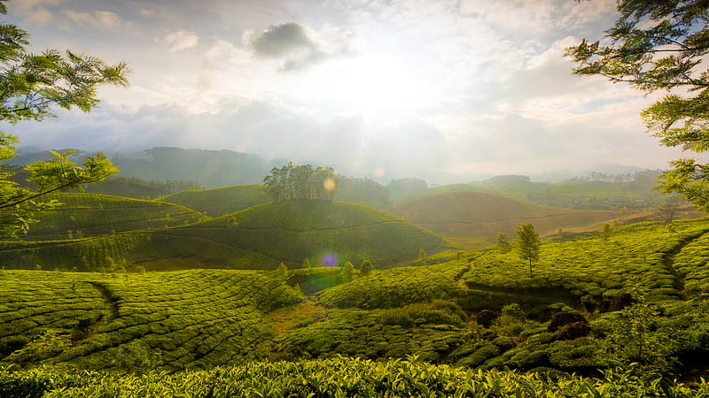 munnar tea farms, tress, hills, fields, sunlight, HD wallpaper
