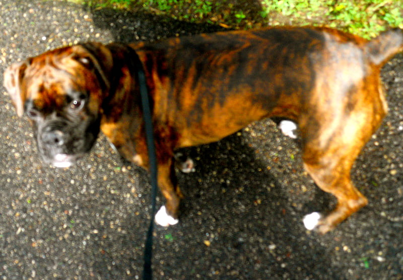 outside for a walk?, bown, grass, black mask, brindle, cement, black, boxer, green, pavement, dog, HD wallpaper