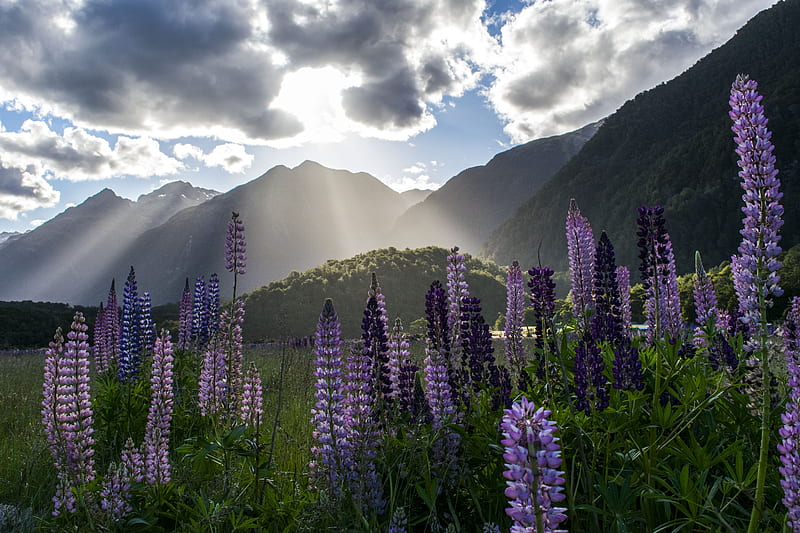 lupine, flowers, mountains, landscape, nature, HD wallpaper