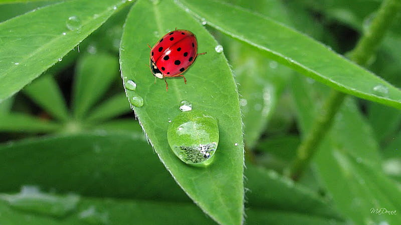 Dew in the Early Morning, ladybug, leaves, green, firefox persona, spring, morning, lady bug, dew drops, HD wallpaper