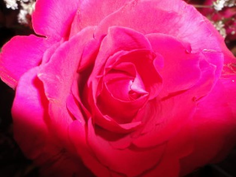 A romantic hot pink rose., thankfulness, distinguished, appreciation, gratitude, HD wallpaper