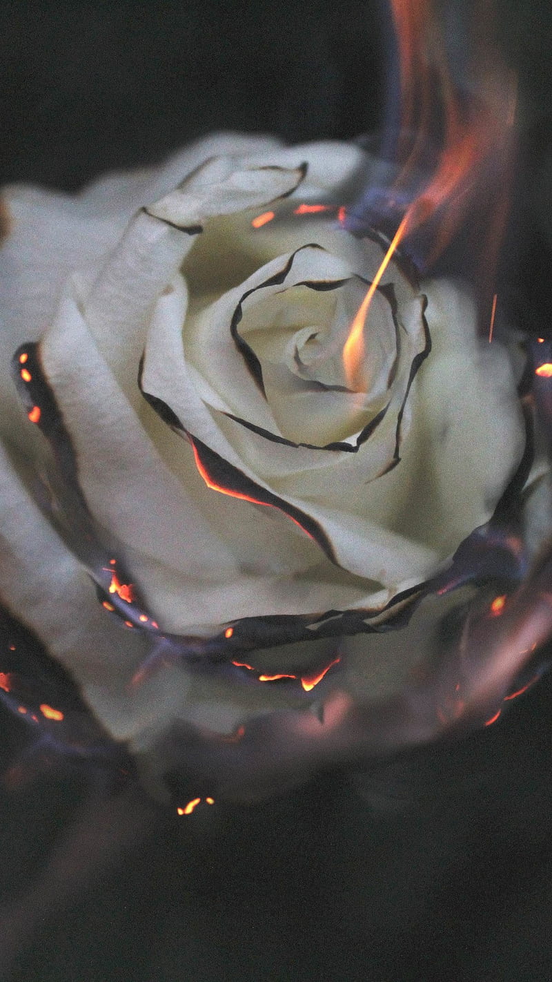 Rose on Fire , smoke, graphy, burning, burn, nature, white rose, HD phone wallpaper