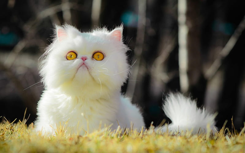 Persian cat, white kitten, lawn, cats, Persian kitten, domestic cats, pets, white Persian Cat, HD wallpaper