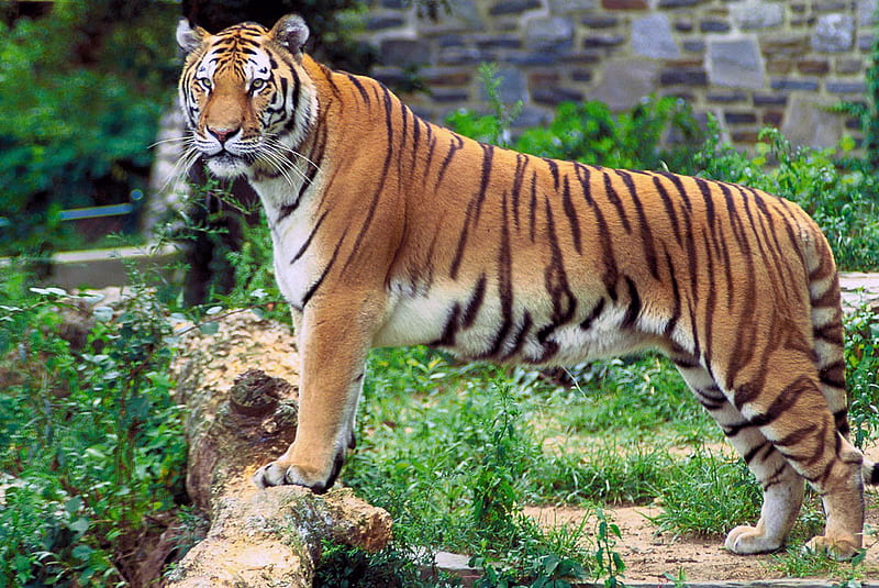 Royal bengal tiger, zoo, india, park, roaming, HD wallpaper | Peakpx