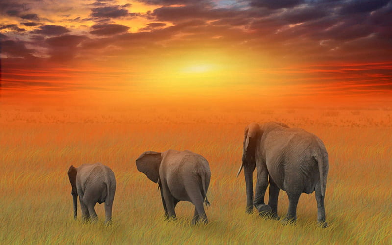 amazing elephant family, family, sunset, orange, elephant, HD wallpaper